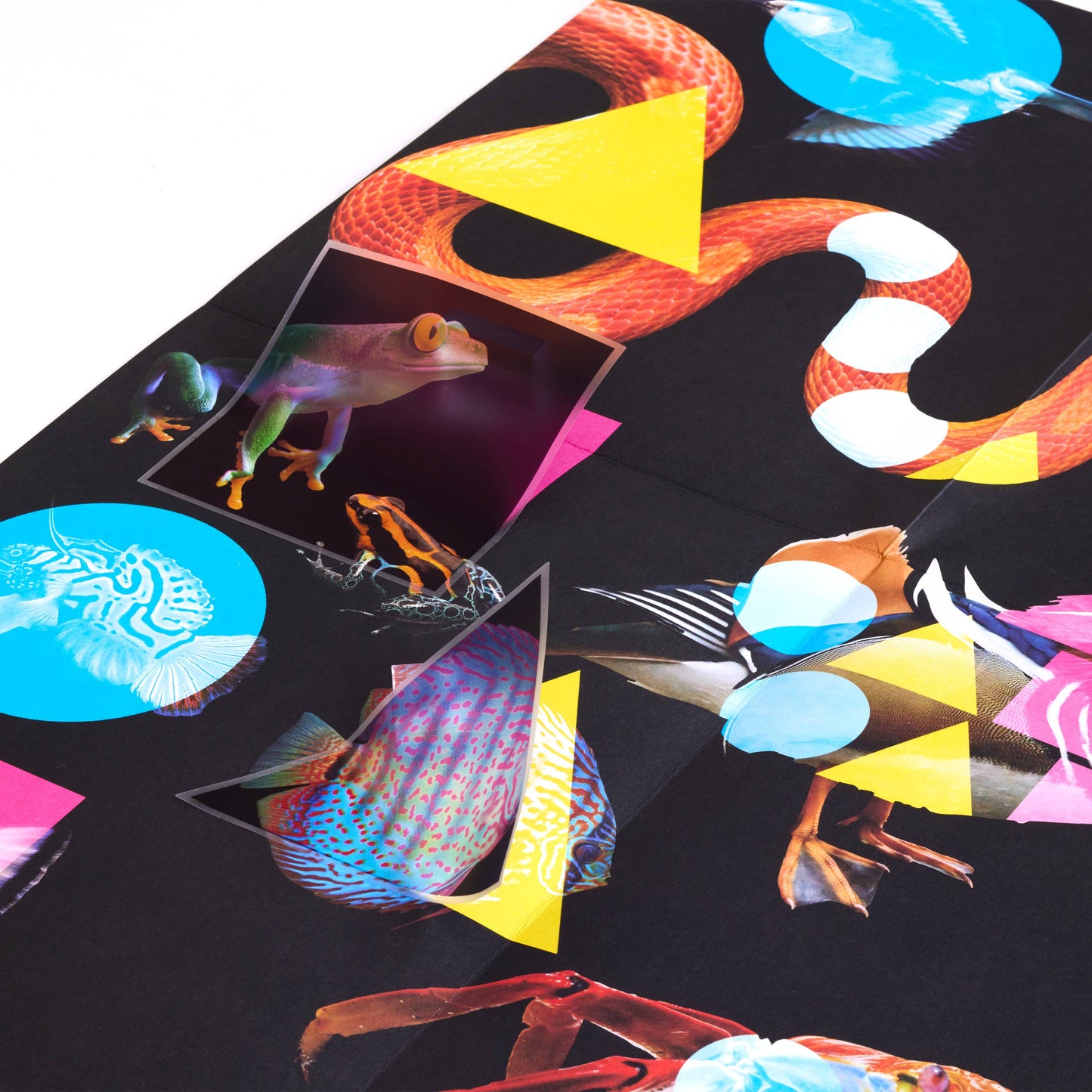 Colourful animal illustrations on a black background