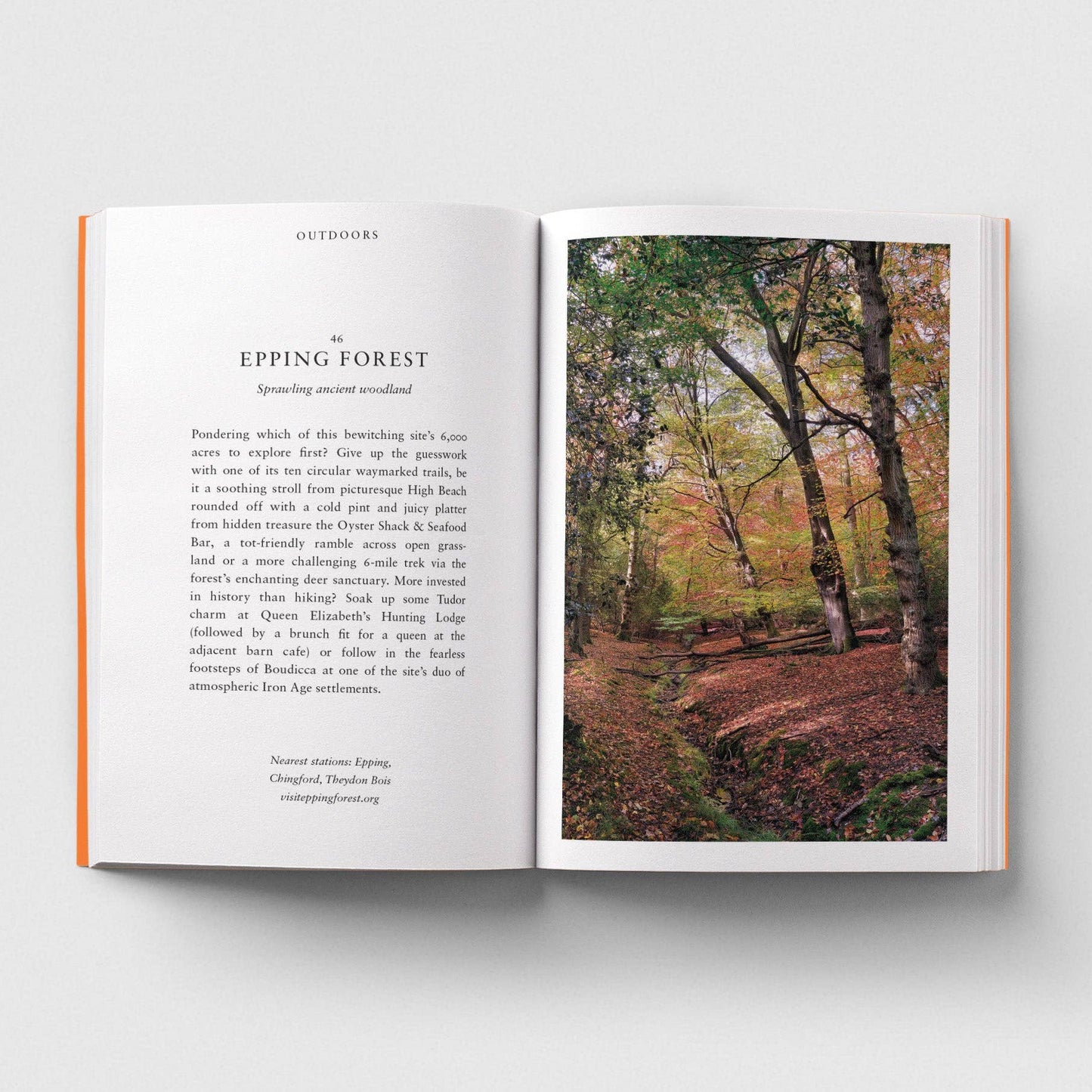 Open book with text and a photograph of Epping Forest on a white background