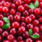 Cranberry Sauce