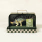 Kentrosaurus Dinosaur in a Collectable Box